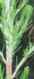 Ericalusitanicafolautgarnonwilliams