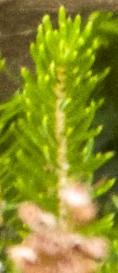 Ericaspiculifoliafolautkavanagh
