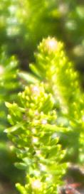 Ericaspiculifoliafolsumkavanagh
