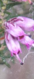 Ericaaustralisriversleaflokavanagh