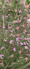Ericaaustralisriversleafloskavanagh