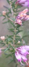 Ericaaustralisriversleafolsumkavanagh