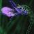 commoncflobutterwort