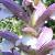 acanthusspinosuscflocoblands1a1a1a1a1a1a1a1a