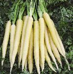 pcarrotfoos1cremedelitef1