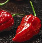 pchillipepperfoo1bhutjolokiafieryfurnace