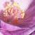 abutiloncflo9suntense