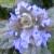 centaurea montana flower