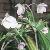 anemonecflorivularis1