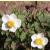 anemonepflo1hupehensiskevock1a