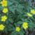 anemonepflosranunculoidesrvroger1a