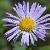 astercflopnovaeangliaewikimediacommons1