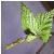 betulacfol99pendula1a1a