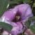 chamaecytisuscflot9purpureusincarnatus