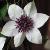 clematiscflofloridasieboldii1a