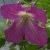 clematiscornishspiritcfloroseland1