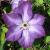 clematisflotvenosaviolacea