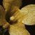 forsythiacflo9garnonswilliams