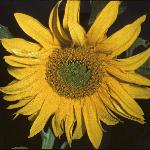 helianthusfloannuus1