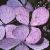 hydrangeaflotvillosa