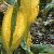 lyschitonflotamericanussheffieldpark20468