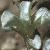 raouliafoltaustralis1a2a1a