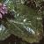 shortiafoltuniflora1a2a1a