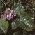 shortiafortuniflora1a2a1a