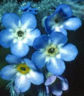 commonforgetmenotflowers1a