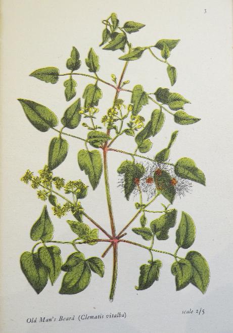 clematisvitalbaillustrationsalisbury