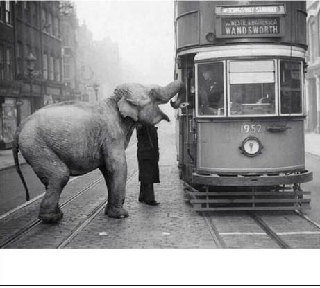 elephantstopstram