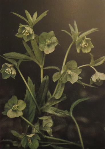 greenhelleboreforhelleborusviridiscorke