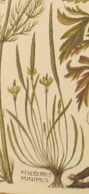 mousetailmyosurusminimusplate1
