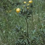 pglobeforflower