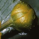 pmarshflobudcmarigold