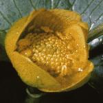 pmarshflobudomarigold