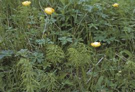 pglobegarflower