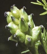 pheasantseyeseedhead1a