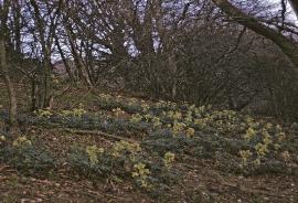 pstinkinggarhellebore