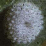 adonisblueegg1