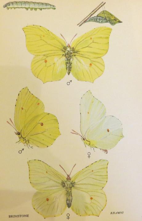 brimstonebutterfliessandars