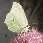 brimstoneinsect1rest