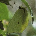 brimstoneinsect2rest