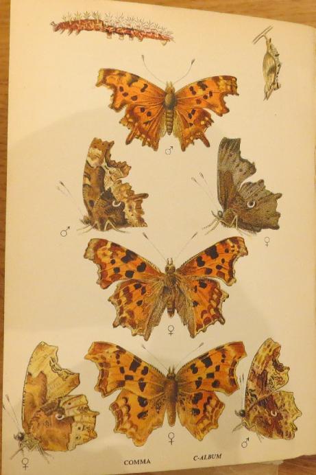 commabutterfliessandars
