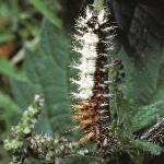 commacaterpillar