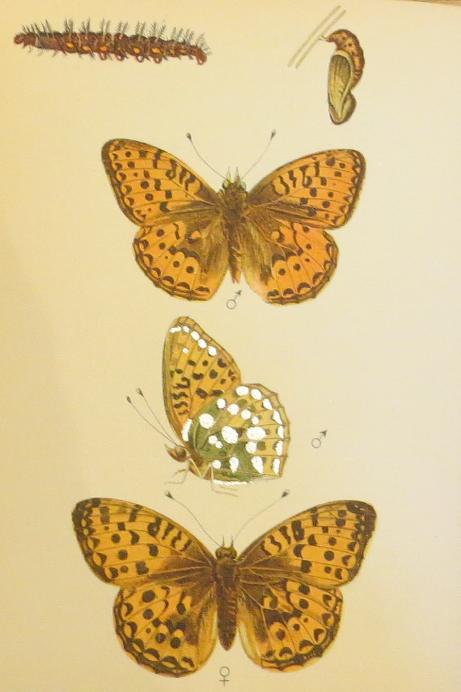 darkgreenfritillarybutterfliessandars