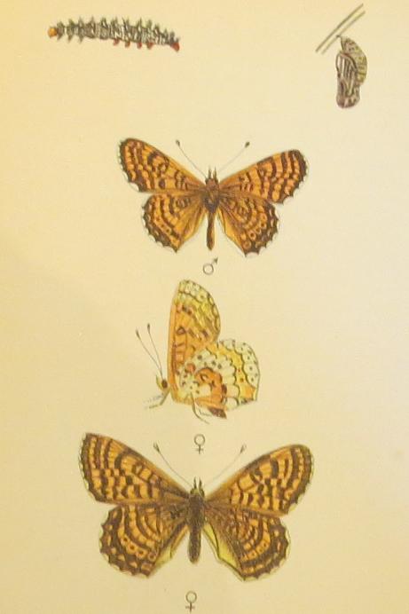 glanvillefritillarybutterfliessandars