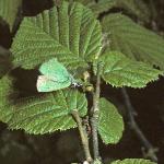 greenhairstreakinsectplant
