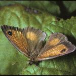 hedgebrownfemalefly