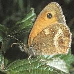 hedgebrownfemale1rest